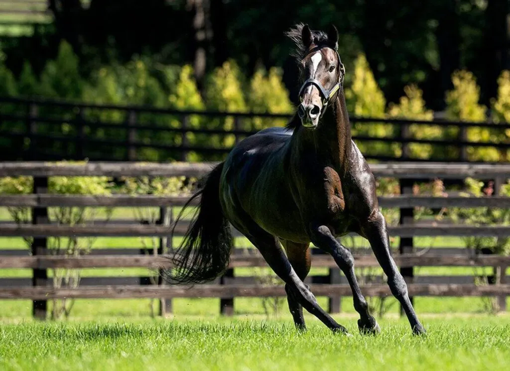 Asian Racing Conference to Feature Japanese Perspective Kitasan Black PRINT Shadai Stallion Station